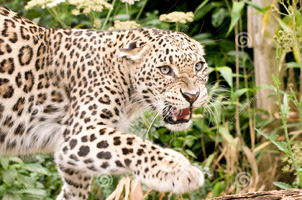 Leopardo caucasico 7