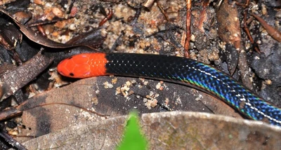 Pink Headed Reed Snake2