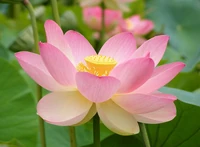 Nelumbo nucifera flower.