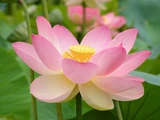 Zen