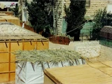 Hosanna