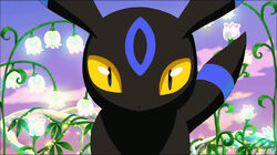 【ブラッキー/Umbreon】【Infernape/Blaze Dance】2枚 Umbreon | Pokemon Collectors Wiki | Fandom