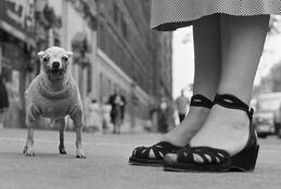 Elliott Erwitt photograph