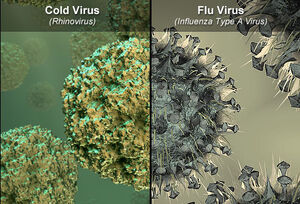 Cold and flu viruses