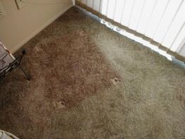 Carpet Flooring, Renopedia Wiki