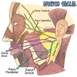 anatomía del nervio facial