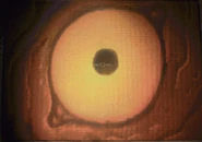 A painting of a Peeper.