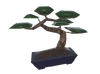 Bonsai Tree