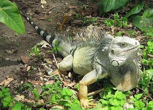 Iguana milk sales
