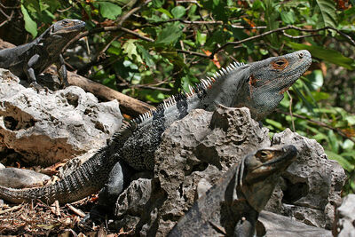 800px-CtenosauraSimilis.jpg