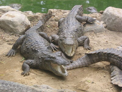 800px-Marsh Crocodiles basking in the sun