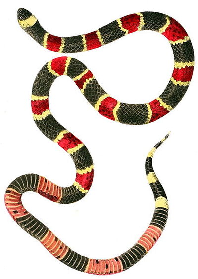 Snake - Wikipedia