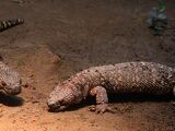 Beaded Lizard