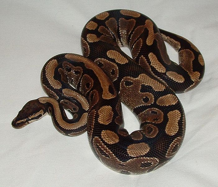 Python (genus) - Wikipedia