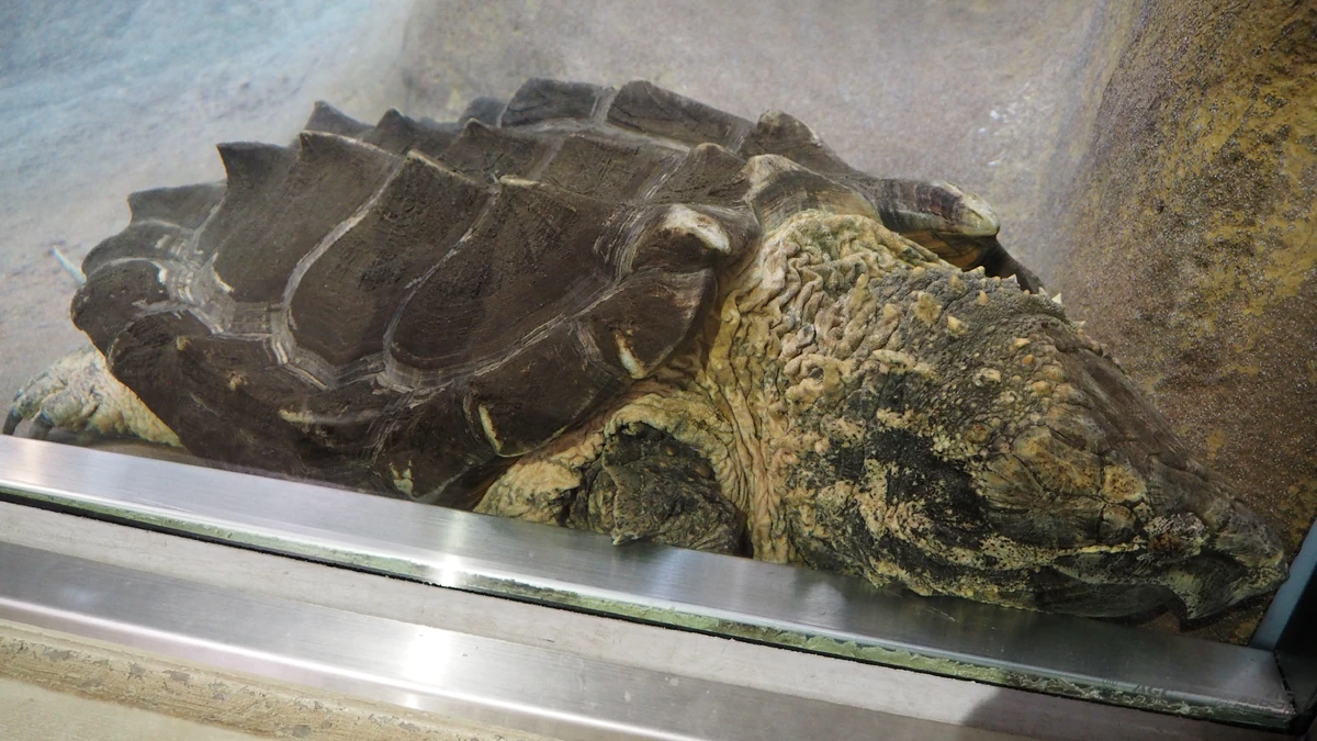 Alligator Snapping Turtle | Reptiles Wiki | Fandom