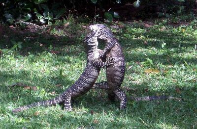 800px-Lace Monitors fighting