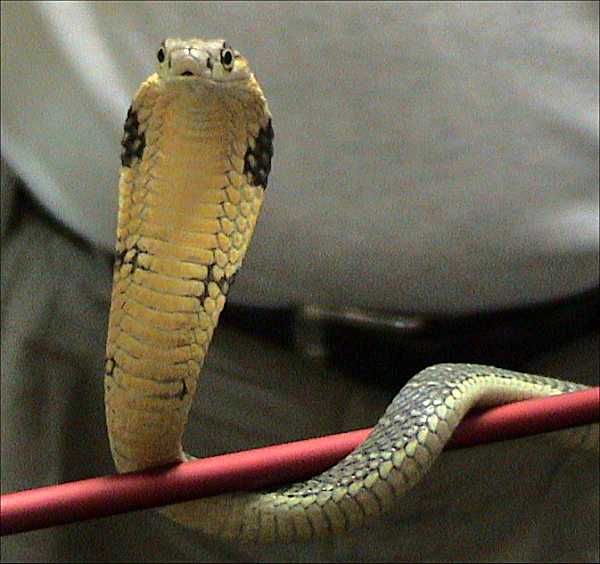 King Cobra | Reptiles Wiki | Fandom