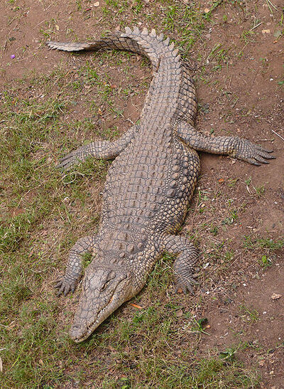 Nile Crocodile | Reptiles Wiki | Fandom