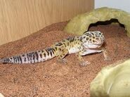 Leopard Gecko 3