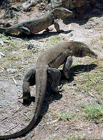 Two Komodo dragons in Rinca.