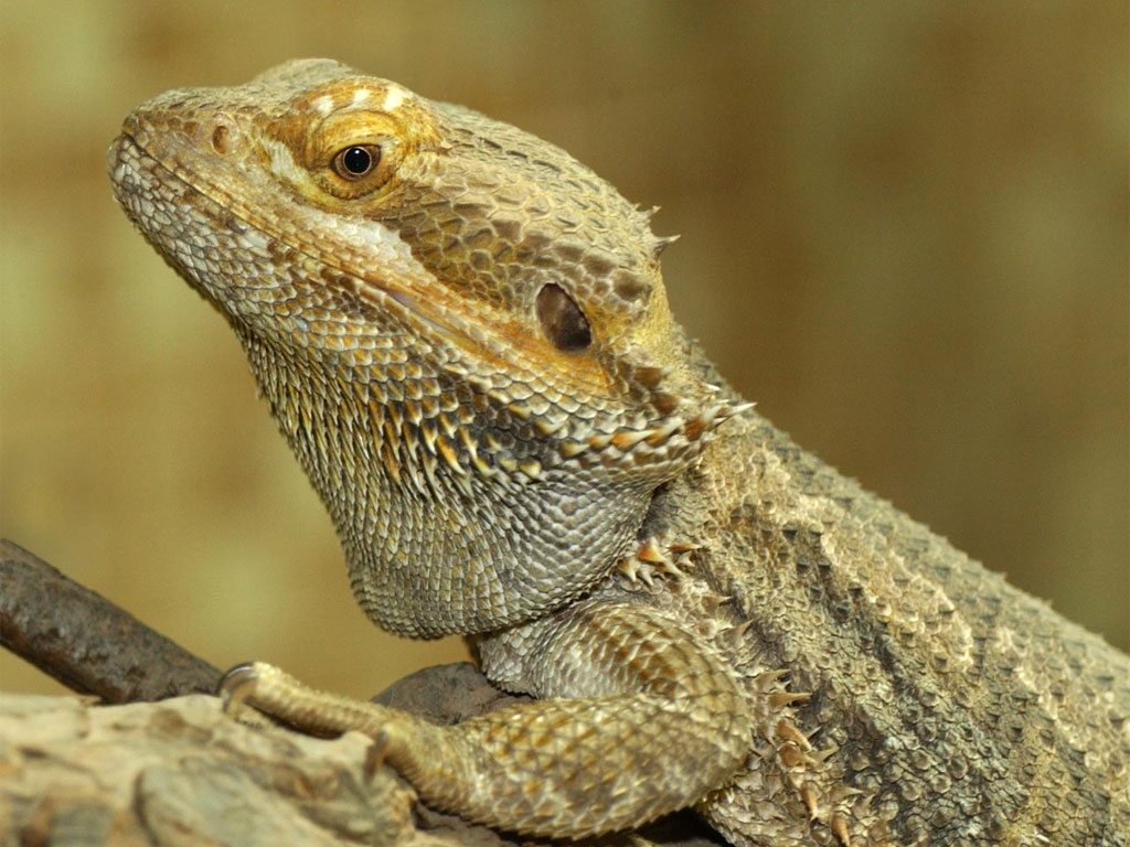 Bearded Dragon, Pogona vitticeps, Native to Australia