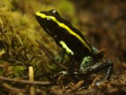 Phyllobates Aurotaenia 02