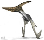 Pteranodon