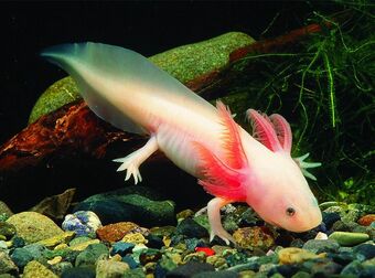 Axolotl Reptipedia Fandom