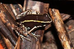 Phyllobates Lugubris 01