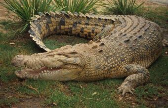 show me a picture of a saltwater crocodile