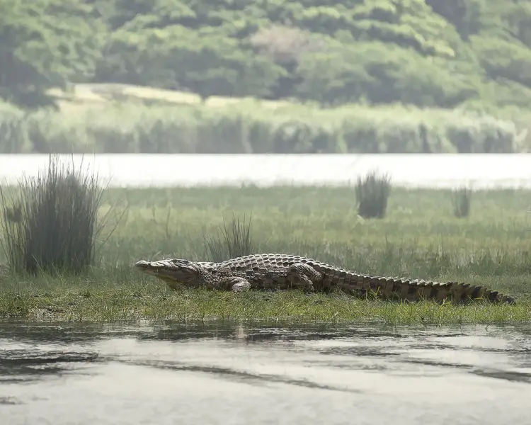 税込) ナイルワニ 貴重！☆迫力サイス！45ｃｍ （Nile 頭骨 crocodile 