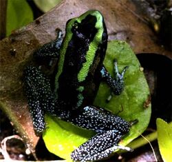 Phyllobates Aurotaenia 01