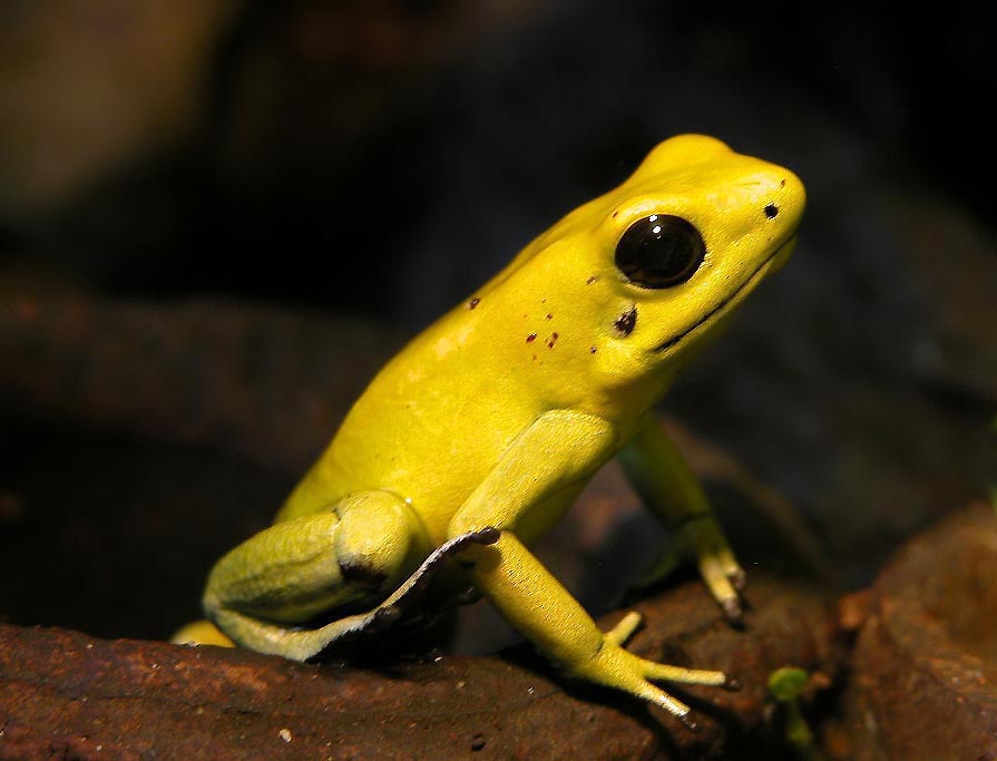 Blue poison dart frog - Wikipedia