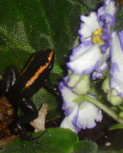 Phyllobates sp. climbing