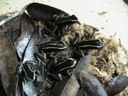 Phyllobates Lugubris 03