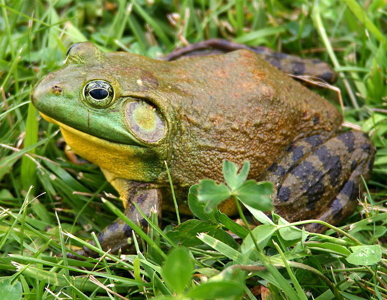 Frog, Reptipedia