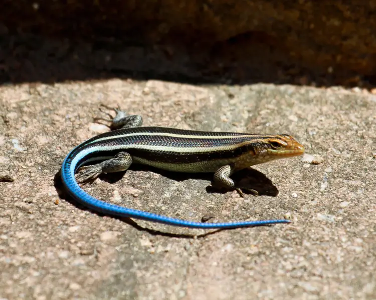 New York Lizards: The Five-Lined Skink - New York Almanack