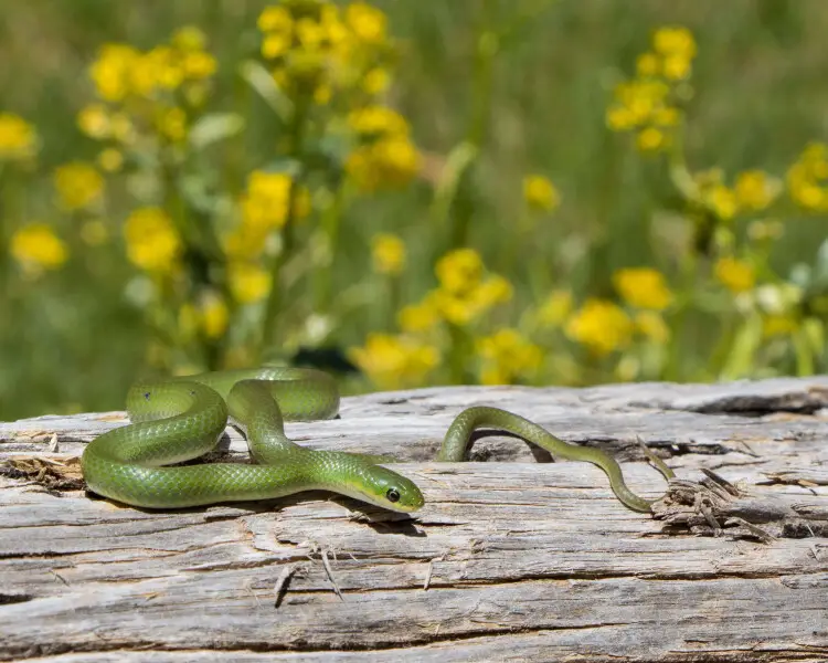 smooth-green-snake-reptipedia-fandom