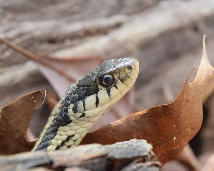 How Snakes Slither - ABDO