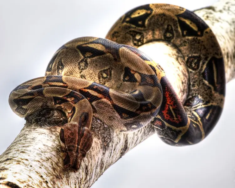 Ball python - Wikipedia