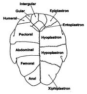 Scute and Skeletal elements of the Chelid Plastron
