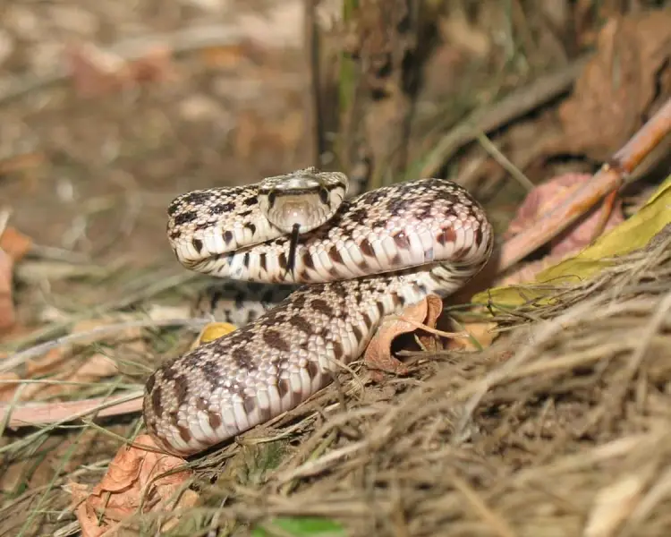 Pituophis - Wikipedia