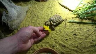 Homopus_signatus_eating_dandelion