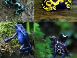 Dendrobates