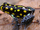 Spotted poison frog