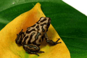 D Auratus Campana