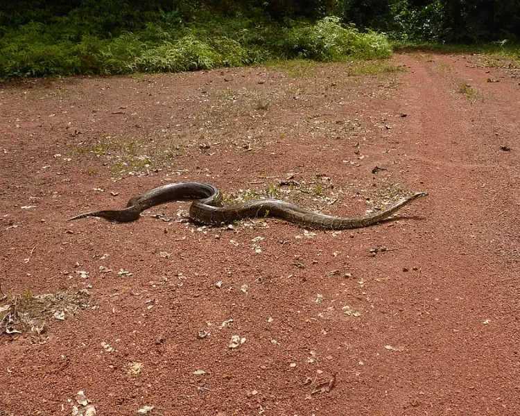 African Rock Python Reptipedia Fandom   Latest