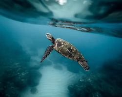 Green Sea Turtle Surfacing