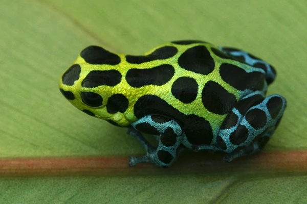 Zimmermann's Poison Frog | Reptipedia | Fandom