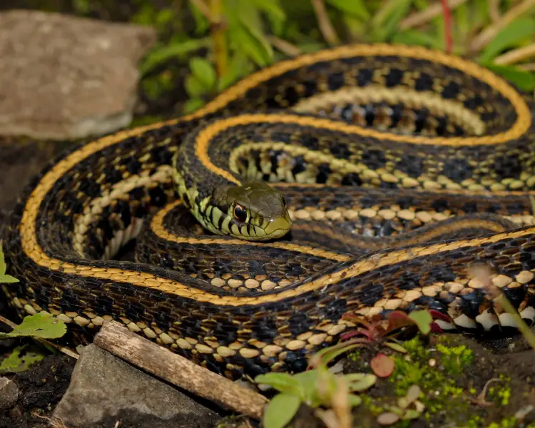 Domodedovo On sale garter snakes (Thamnophis sirtalis infernalis) 2023: 7k tail,